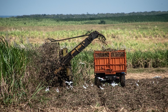 El Consejo de Ministros aprueba precios base de la caña para zafra 2024-2025