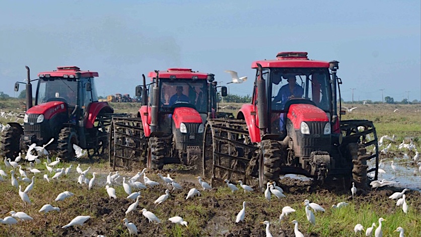 Desaparece el arroz de las tarimas tras ser topado su precio minorista