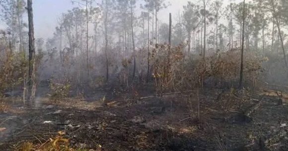 Continúa el enfrentamiento a incendio forestal en Pinar del Río