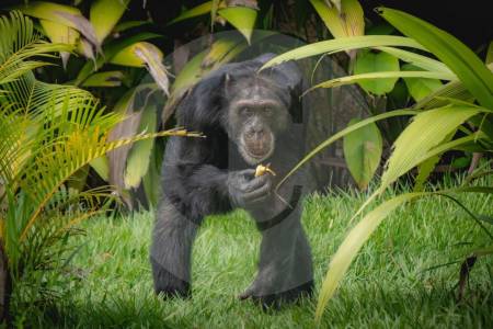 fotos:-yoko,-el-ultimo-chimpance-en-cautiverio-en-colombia,-fue-trasladado-a-brasil