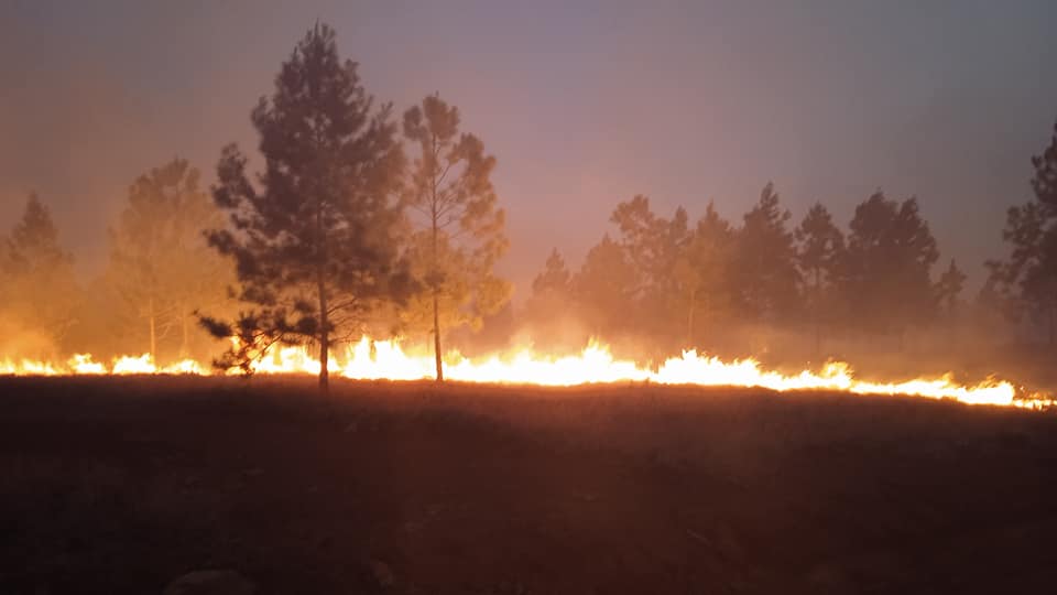 combaten-incendio-forestal-en-pinares-de-mayari-(+-video)