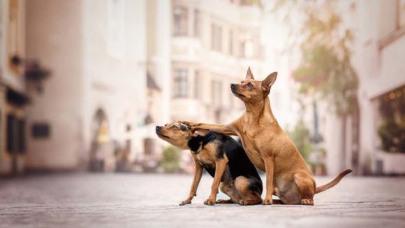 como-lograr-que-los-animales-no-sientan-miedo,-angustia-y-estres