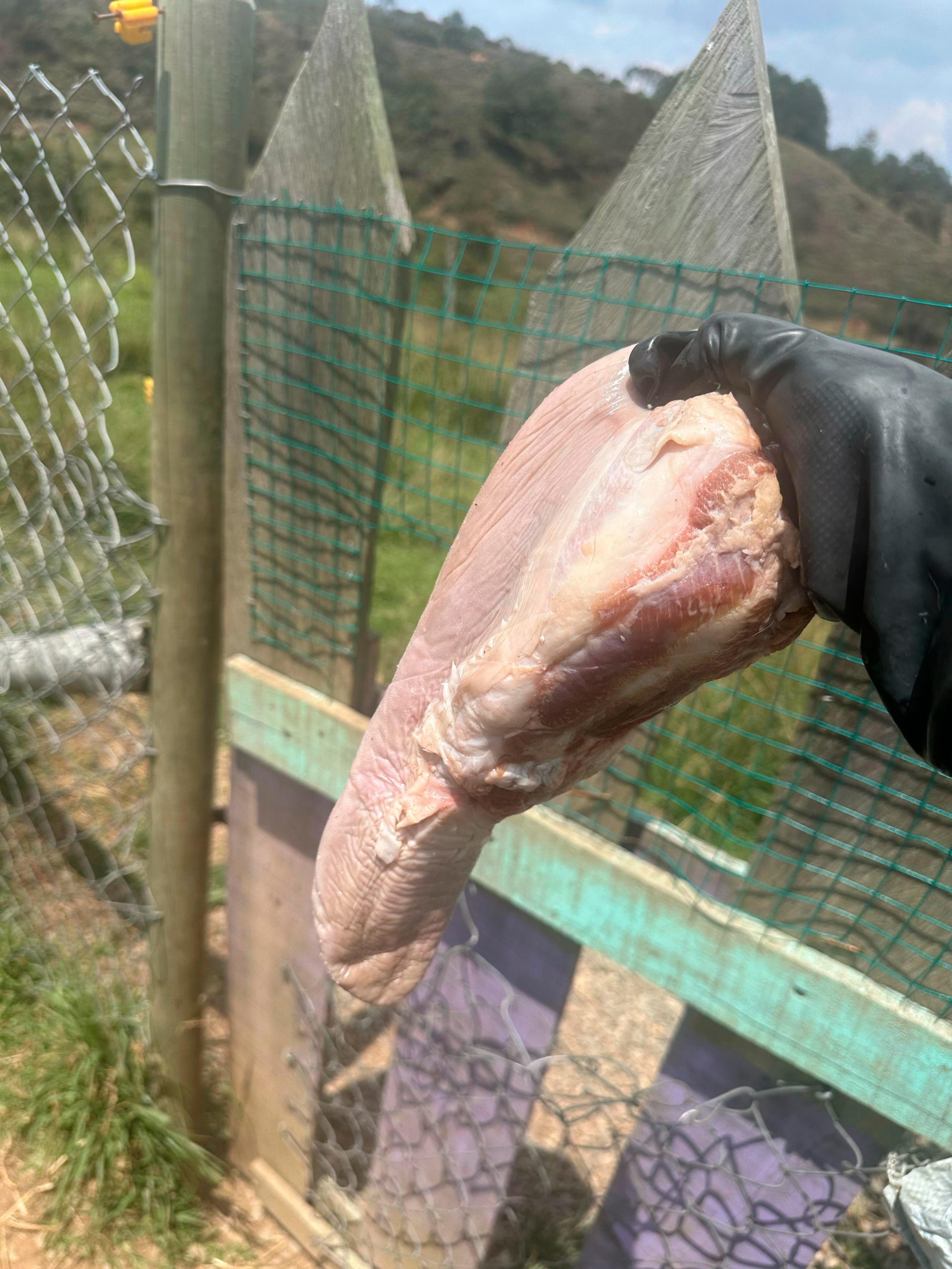 Macabras intimidaciones: hasta una lengua de vaca le han dejado a una fundación de animales en Guarne, Antioquia