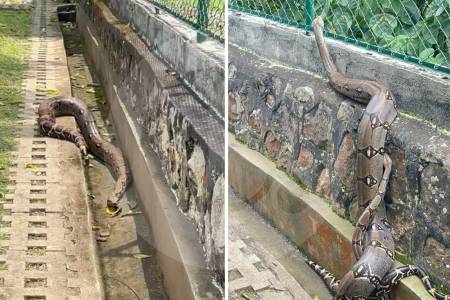 ¡Qué belleza! Encontraron dos Boas constrictor en conjunto residencial en La Mesa, Cundinamarca