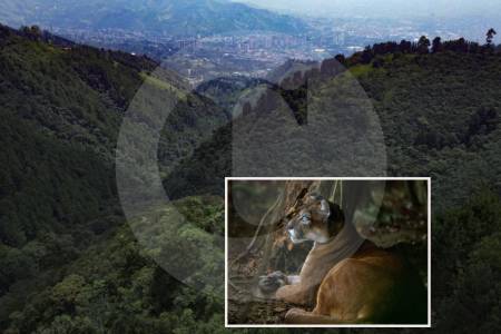 ¡no-le-hagan-dano!-habrian-avistado-a-un-puma-en-la-estrella