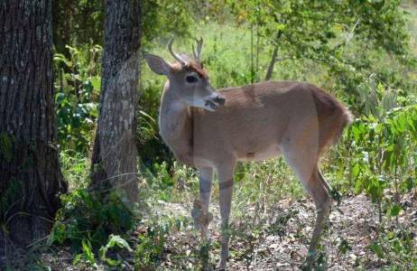 El venado cola blanca volvió a dejarse ver en estado silvestre en Antioquia después de años