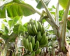 Climate crisis threatens the banana, the world’s most popular fruit, research shows
