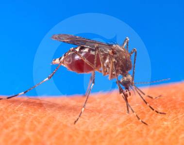 Pilas: casos de dengue han aumentado al menos el 15% en Antioquia por cuenta de las lluvias