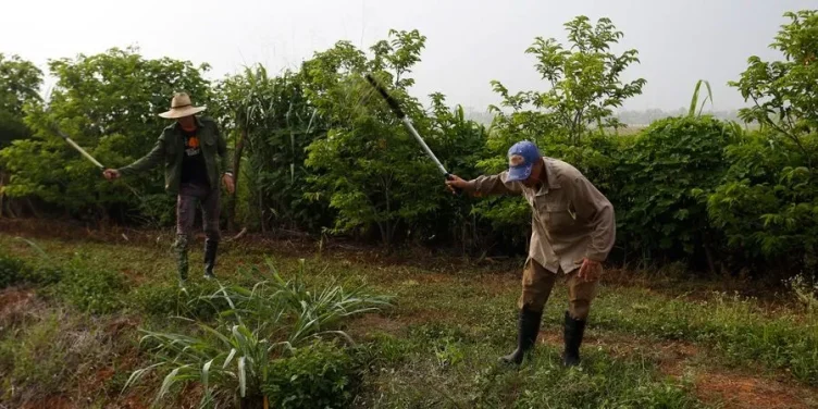 Cuba, leyes agrarias y mendicidad