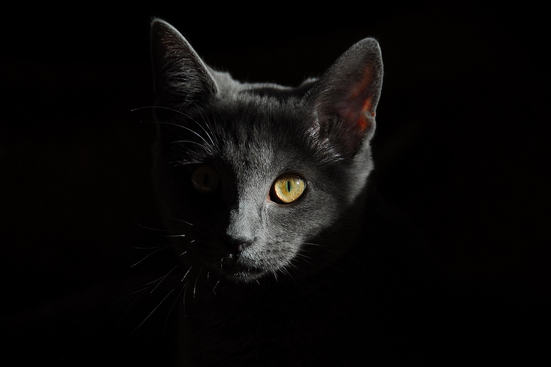 Gato que era usado para ingresar droga a una cárcel de Costa Rica – Nicaragua Investiga