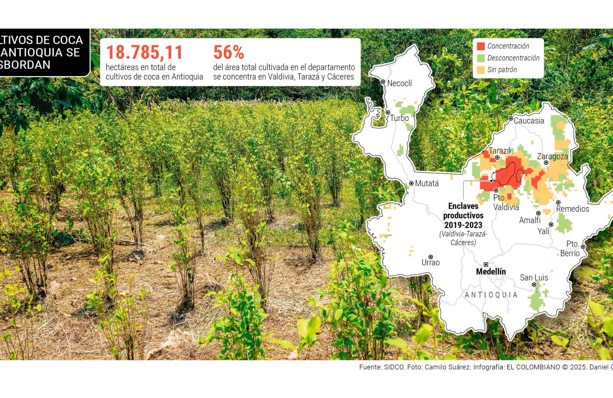 antioquia-esta-nadando-en-coca:-cultivos-sobrepasan-las-18.000-hectareas