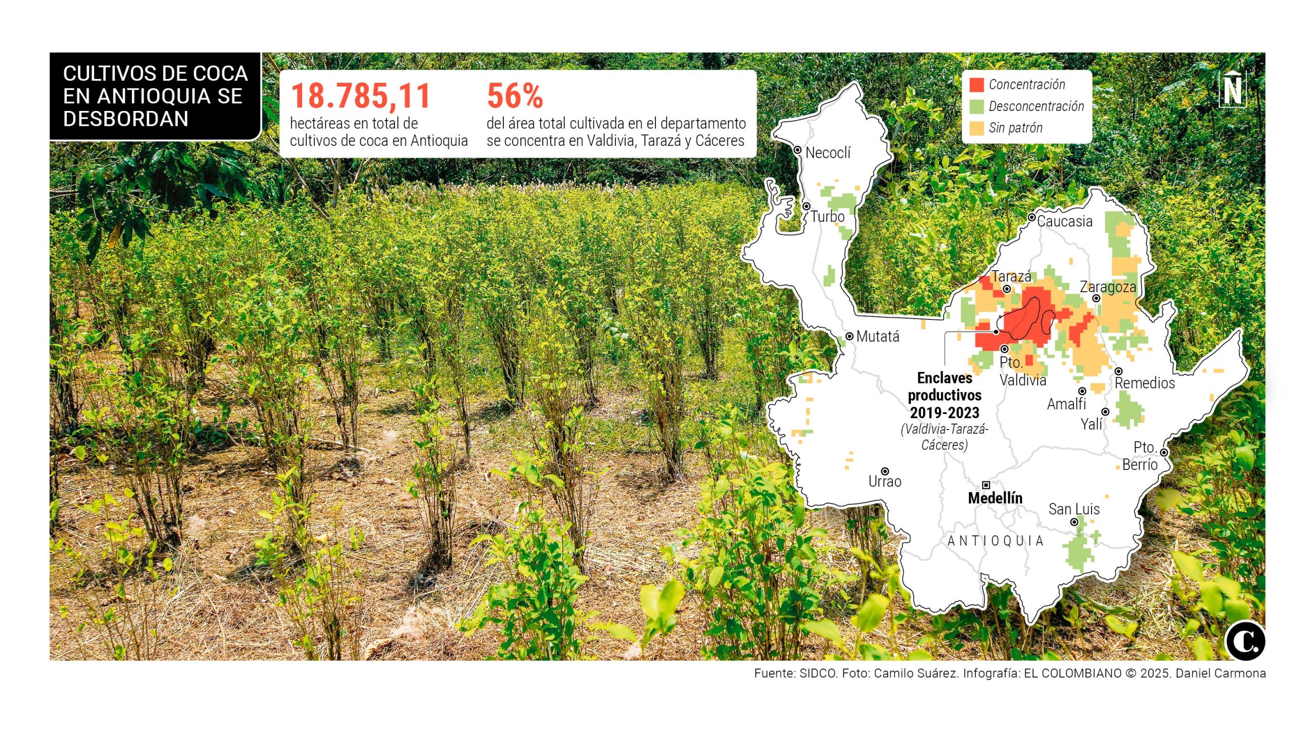 Antioquia está nadando en coca: cultivos sobrepasan las 18.000 hectáreas