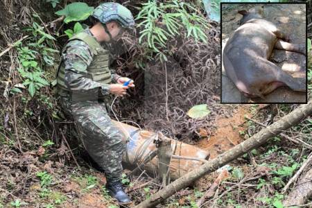Ni la fauna se salva: una danta habría muerto en campo minado en Remedios, Antioquia