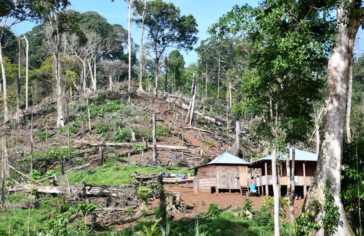 regimen-impulsa-nueva-invasion-en-indio-maiz-y-dano-ambiental-masivo