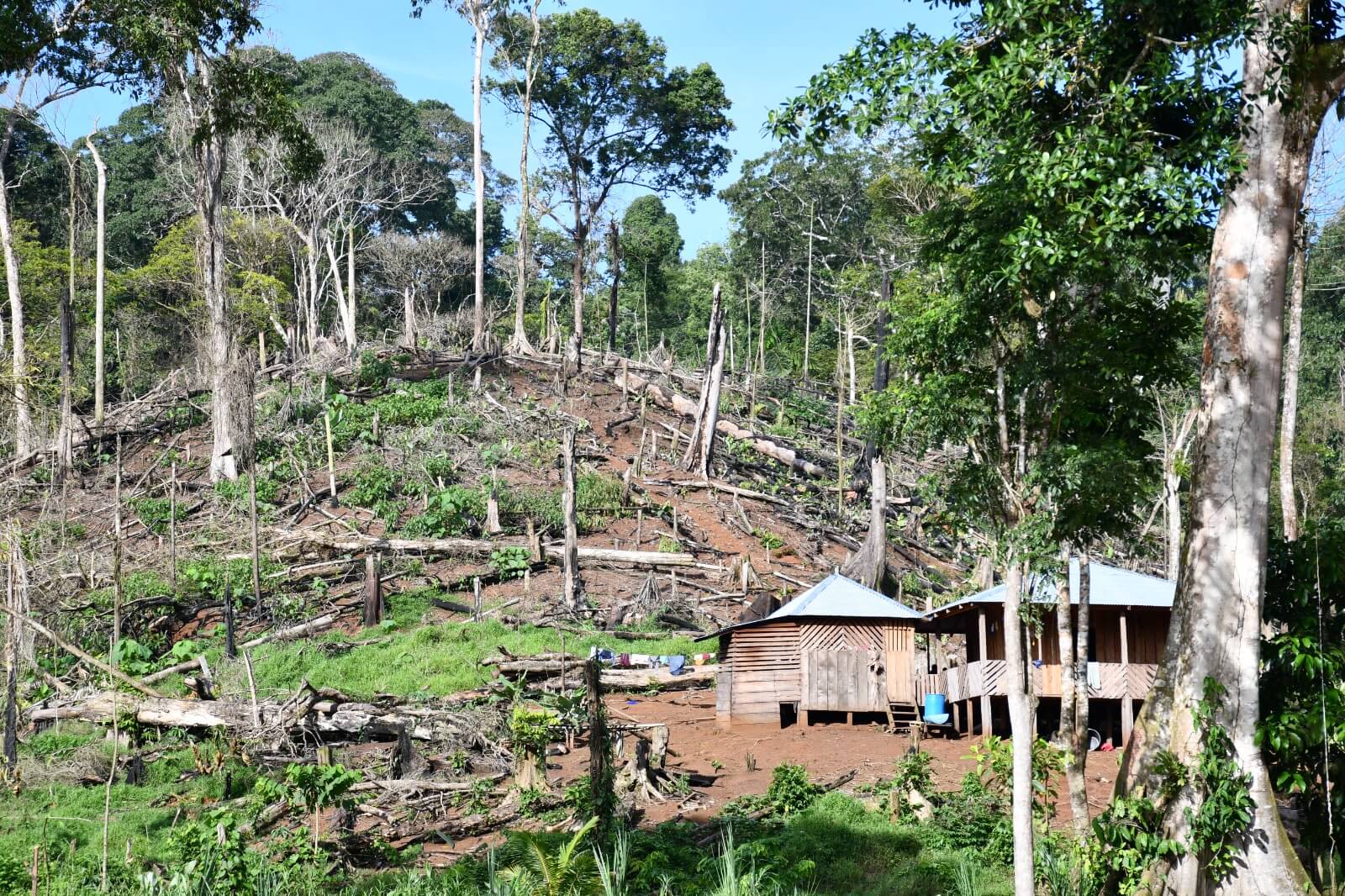 Régimen impulsa nueva invasión en Indio Maíz y daño ambiental masivo