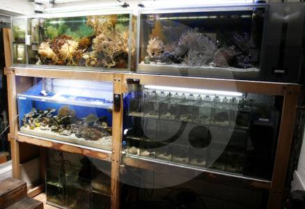 Investigan presunta red dedicada al tráfico ilegal de especies marinas entre la Costa y Bogotá