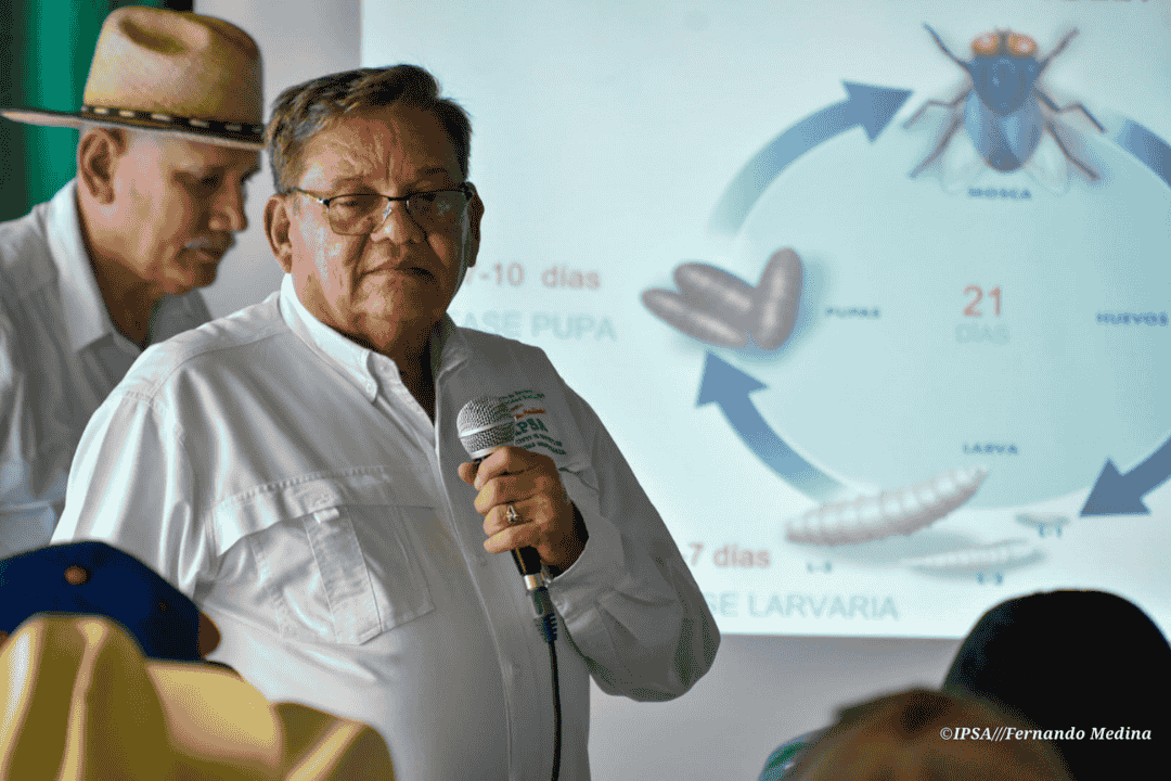 Reportan más de 100 casos de gusano barrenador en humanos en Nicaragua