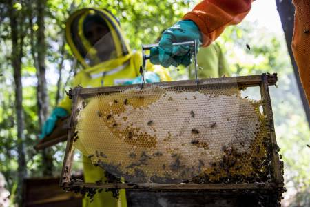 Apicultores del Bajo Cauca producirían hasta el 7% de la miel de toda Colombia: Campo Dulce