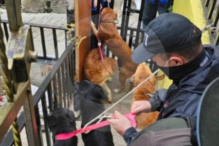 Judicializan a dos personas por maltratar a varios perros en Medellín y Bello