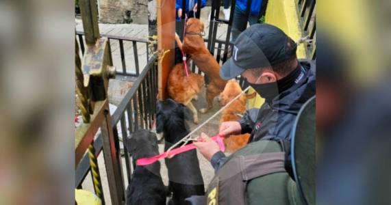 Un hombre y una mujer judicializados por maltrato a sus mascotas en Medellín y Bello