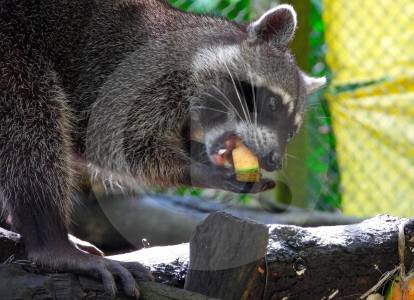 Las vacaciones se vuelven el “coco” de las especies de animales silvestres en el Valle de Aburrá