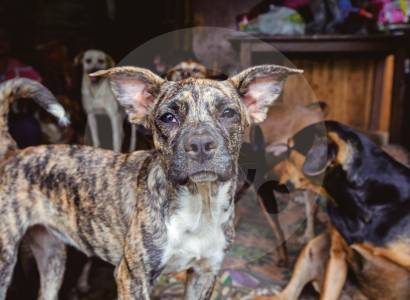 Perros ferales se adaptan y se vuelven amenaza en Antioquia