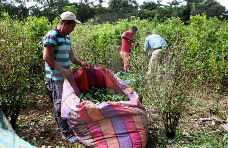 Colombia impulsa el “boom” mundial de la cocaína con el 71% de producción