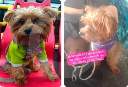 Buscan a perrita en Bogotá por la que pedían dinero para devolverla; esto se sabe