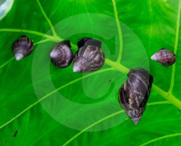 ojo:-el-caracol-africano-ya-invadio-ocho-municipios-del-oriente-antioqueno