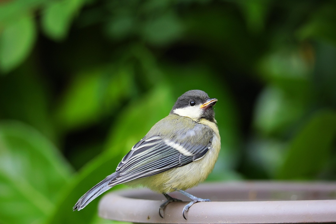 ¿A qué países Nicaragua le está vendiendo su fauna silvestre? – Nicaragua Investiga
