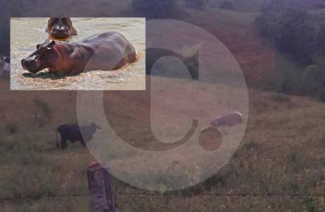 Campesino de Puerto Triunfo denunció que un hipopótamo le estaría matando su ganado