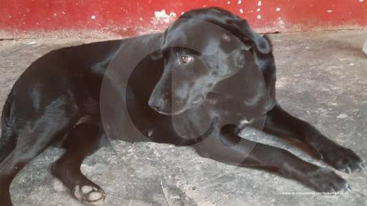 Médico veterinario en Itagüí fue imputado por la muerte de una perrita embarazada