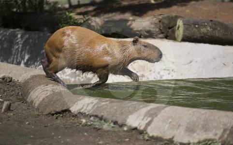 MinAmbiente aclaró que no autorizará la cacería comercial del chigüiro en Colombia