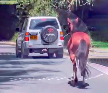 Buscan al desalmado que amarró caballo a un carro en movimiento en el Oriente antioqueño