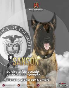¡No resistió tanta crueldad! Murió Sansón, el perro del Ejército que cayó en un campo minado