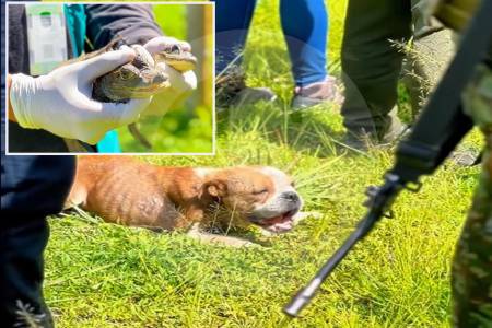Capturaron a un gringo en San Vicente Ferrer por maltratar a más de 30 animales