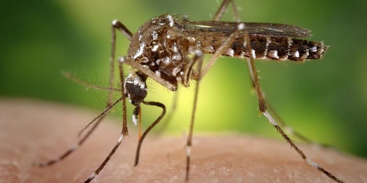 Alertan a cinco municipios en Pinar del Río por incremento de dengue