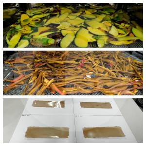 Muy tesos: investigadores de la UdeA desarrollaron empaques biodegradables con cáscaras de mango