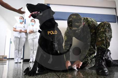 Perros terapeutas ayudan a soldados heridos en un hospital de Colombia
