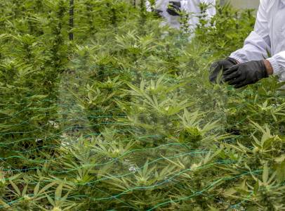 Este es el decreto que prepara el Gobierno Petro para legalizar la venta de cannabis medicinal