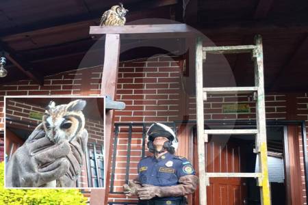 murio-el-buho-herido-que-aparecio-en-casa-de-la-estrella-y-que-los-bomberos-rescataron
