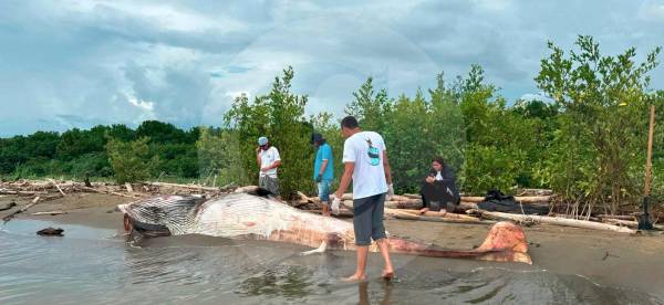 Una ballena apareció muerta en una de las playas de Turbo, Antioquia