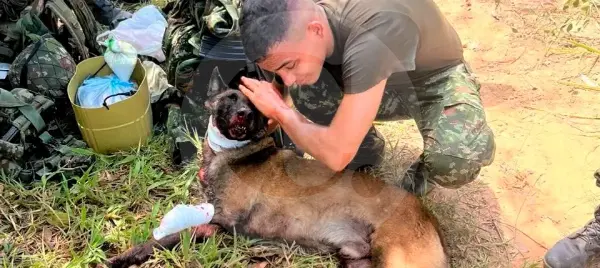 Víctimas invisibles de la guerra: al menos ocho animales murieron en explosiones en Antioquia