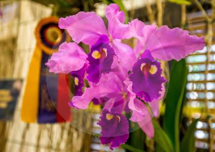 Crean plan para salvar las orquídeas nativas en Antioquia: ¿cuántas hay y dónde nacen?