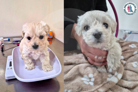 Mili, la cachorra que fue abandonada por estar enferma y ahora busca hogar