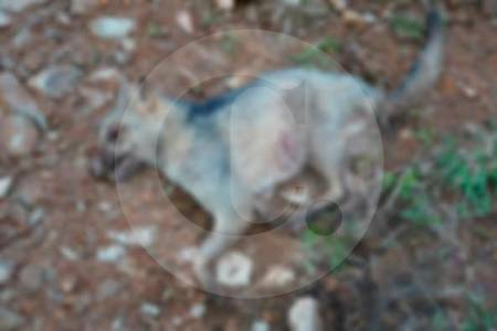 ¿Quiénes están matando fauna en Guarne? Esta vez envenenaron a un zorro perro y sus crías