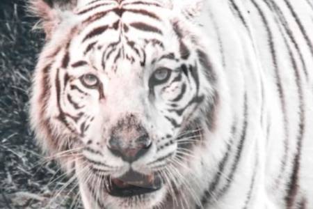 Imágenes fuertes: murió tigresa frente a los ojos de los visitantes del zoológico de Cali