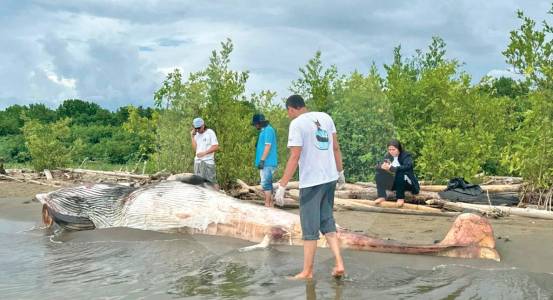 En diez años murieron 14 animales marinos en playas del Urabá antioqueño, ¿por qué?