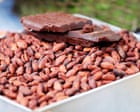 Scientists claim to have unlocked ‘secret sauce’ needed for fine chocolate