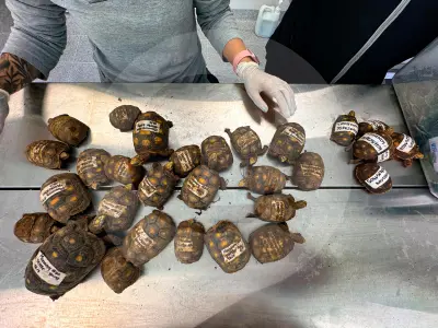 Aumenta el tráfico de tortugas morrocoy en el Valle de Aburrá: van 1.600 decomisadas desde 2024